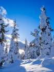 Boreal Forest or Taiga with spruce trees in winter. Riisitunturi NP in Lapland near Posio, Finland. Art Print